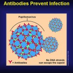 A pictorial depiction of immune cells from an individual vaccinated for HPV