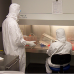Scientists prepare clinical lots of measles virus to use in clinical trials against cancer. Credit:  Mayo Clinic.
