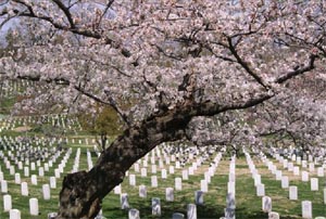 Cherry Blossom Tree in cemetery