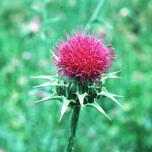 Milk thistle