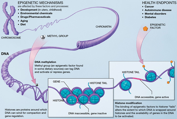 Scientific Illustration of How Epigenetic Mechanisms Can Affect Health. Description follows.