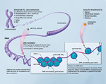 Scientific Illustration of How Epigenetic Mechanisms Can Affect Health.