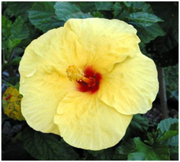 Hawaii State Flower