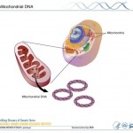 Picture of Mitochondrial DNA from the National Human Genome Research Institute