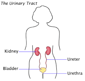 Diagram of urinary tract, including kidney, bladder, ureter and urethra