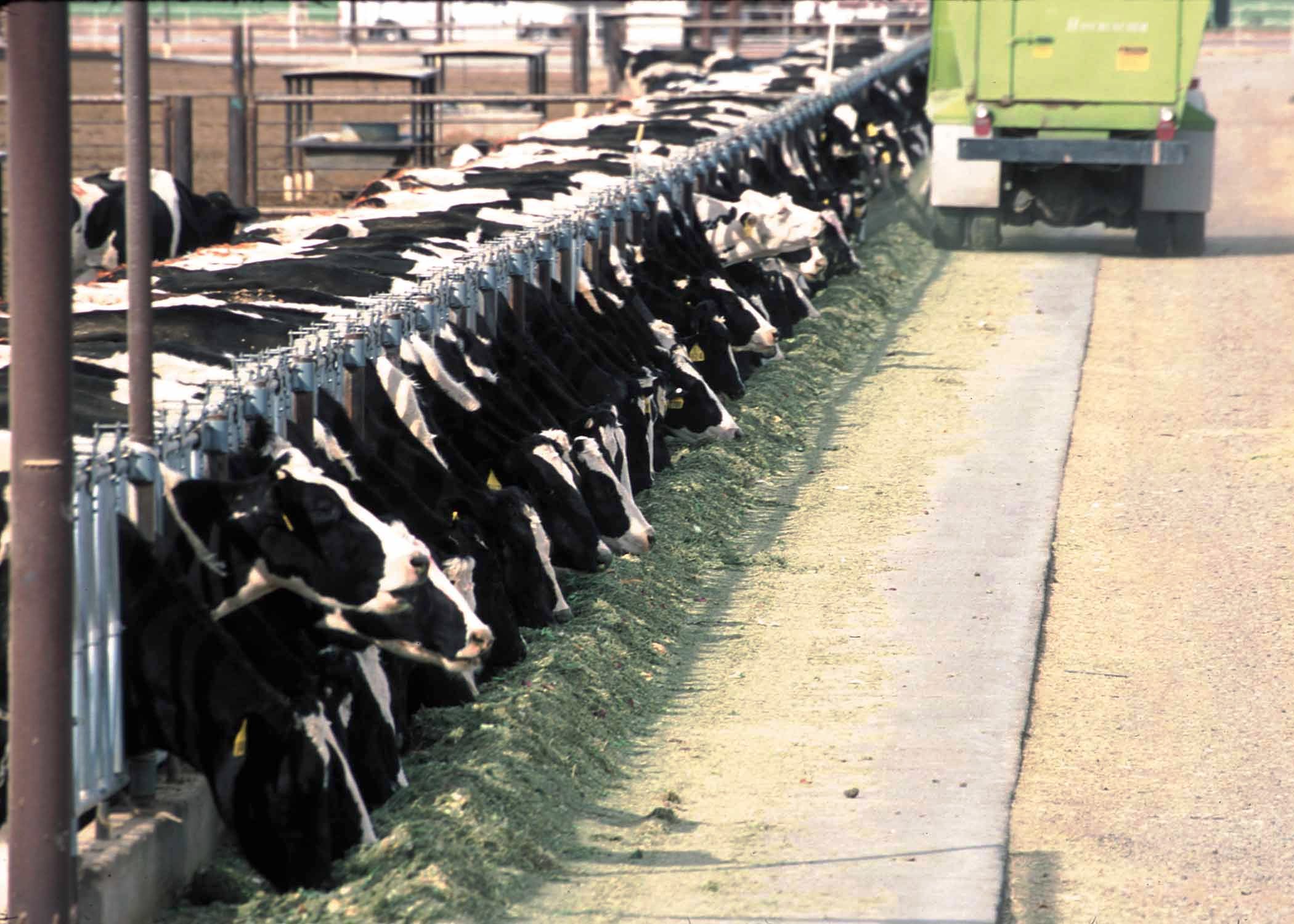 Black and white dairy cows in a row feeding from a trough