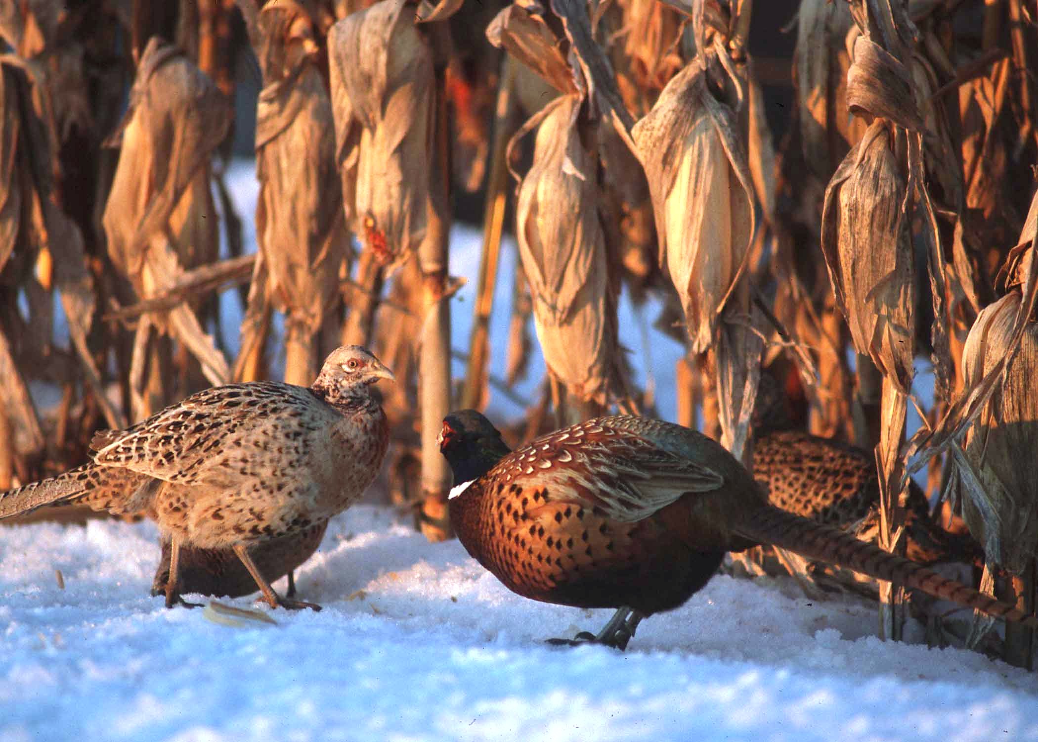 A pair of pheasants in a cornfield, winter