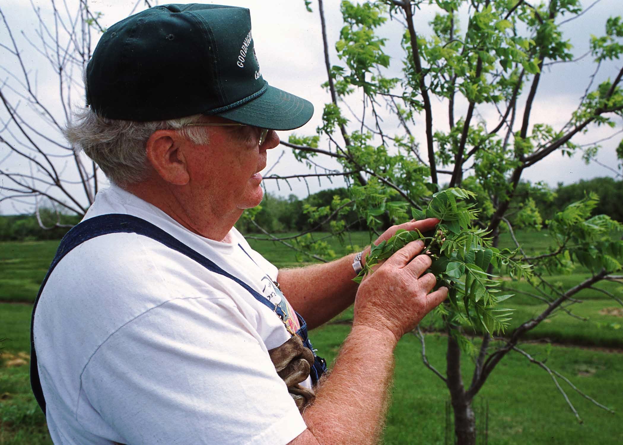 Man inspecting young tree for insects