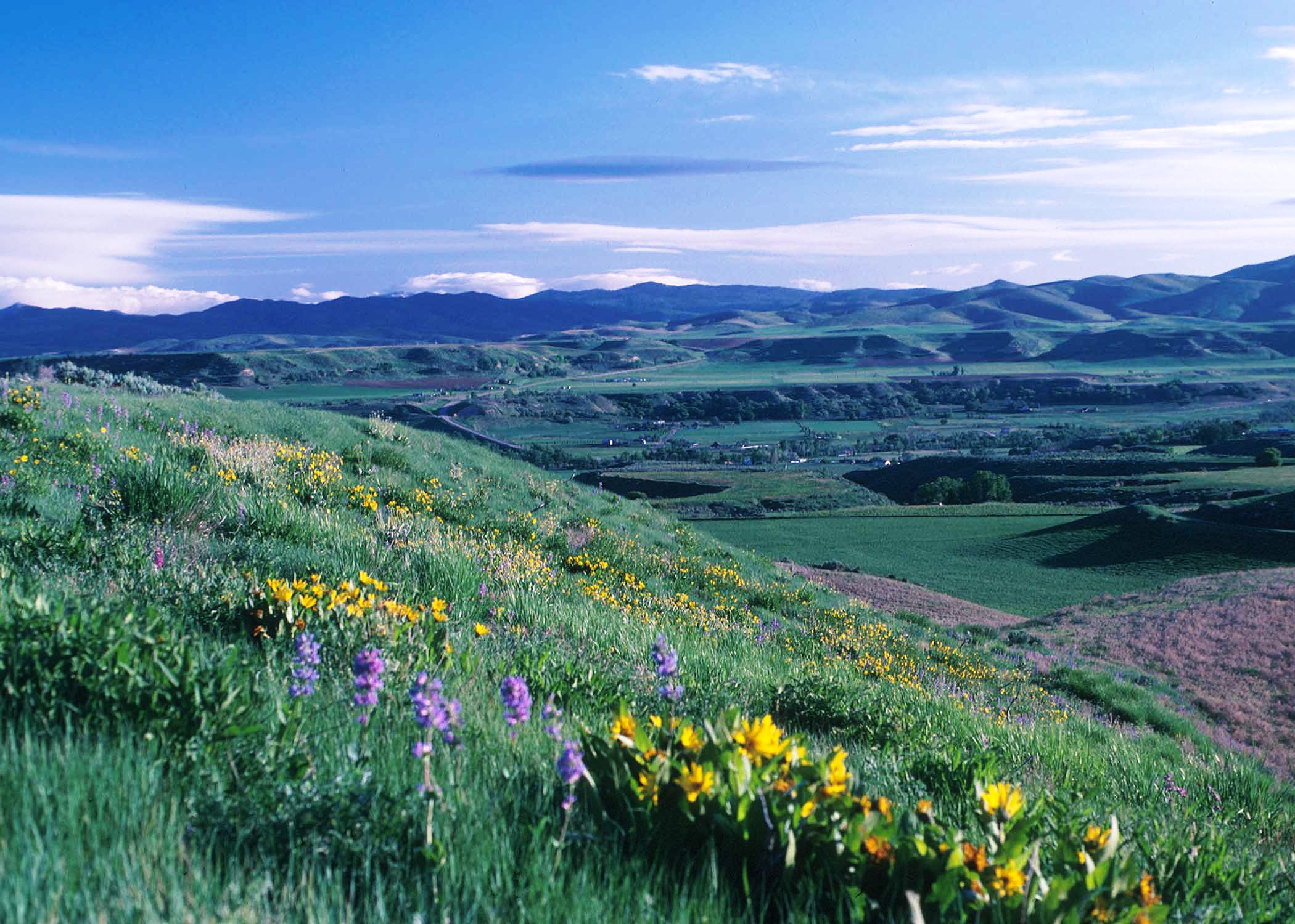Beautiful image of mountains in background and wildflowers in foreground