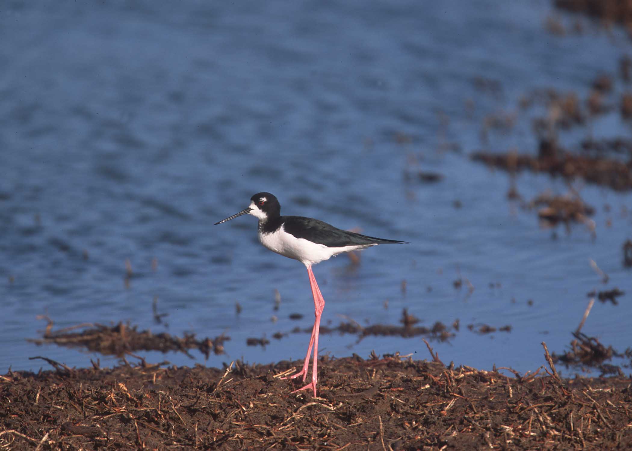 Shore bird with long slender red legs wading along a wetland shoreline