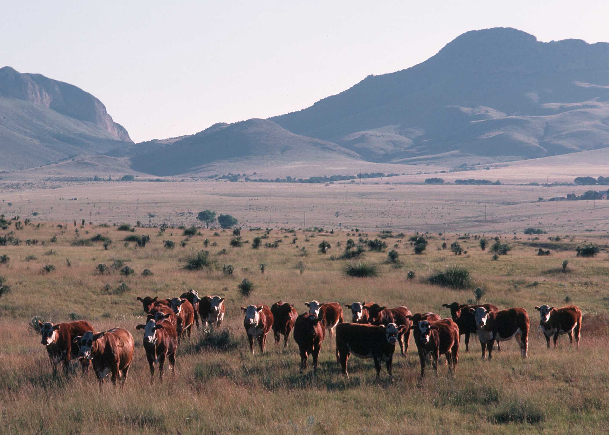 Brown cattle in foreground, all looking towards camera, with mountains in background.