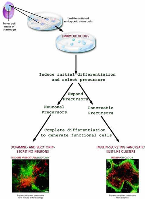 Directed differentiation of mouse embryonic stem cells.  This figure is a flow chart showing the steps scientists take to isolate and differentiate mouse embryonic stem cells.  A mouse blastocyst is shown in the upper left, with its inner cell mass (ICM) labeled.  Arrows indicate removal of the ICM and plating in a tissue culture dish, labeled as “undifferentiated embryonic stem cells.”  The next arrow indicates the passage of time and shows that the cells in the plate have now become embryoid bodies.  From this culture dish, an arrow indicates that the next step is “induce initial differentiation and select precursors.”  Next, two arrows show two possible fates, and the label underneath indicates that the scientists “expand precursors.”  The two possible precursor types are “neuronal precursors” or “pancreatic precursors.”  The final step indicates “complete differentiation to generate functional cells.”  The bottom left shows a fluorescently labeled microscope image of “dopamine- and serotonin-secreting neurons” and the bottom right shows a fluorescently labeled microscope image of “insulin-secreting pancreatic islet-like clusters.”