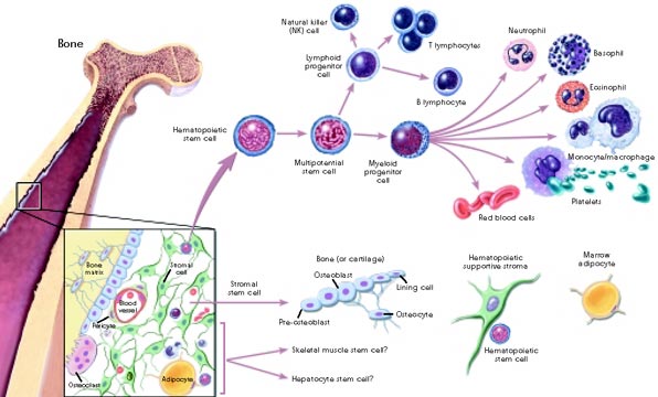 “Hematopoietic and stromal cell differentiation.”  The figure shows a long bone, with marrow in its center and an enlargement of the bone/marrow interface in a boxed inset, with cell types identified.  Cell types shown include the osteocytes embedded in the noncellular bone matrix, the osteoclast, pericytes around tiny blood vessels, adipocytes, and stromal cells.  Using arrows, the artist has drawn illustrations of the lineages of marrow and stromal cells. Marrow lineage:  a hematopoietic stem cell gives rise to a multipotent stem cell, which can divide to produce one of two possible cell types:  (1) a myeloid progenitor cell, which is capable of producing neutrophils, basophils, eosinophils, monocytes/macrophages, platelets, and red blood cells or (2) a lymphoid progenitor cell, which gives rise to natural killer (NK) cells, T lymphocytes, and B lymphocytes. Stromal lineage:  a stromal stem cell gives rise to bone cells, including pre-osteoblasts, osteoblasts, lining cells, and osteocytes. The artist has also indicated two other cell types that the bone marrow may be capable of producing:  skeletal muscle stem cells, and hepatocyte stem cells.  Each possible lineage is followed by a question mark, to indicate that scientists do not agree whether or not bone marrow is capable of producing these two cell types.