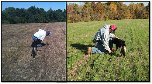 Left: Larry Woods checking for growth a few weeks after the first field seeding this summer. Right: Larry in the same field just a few months later.