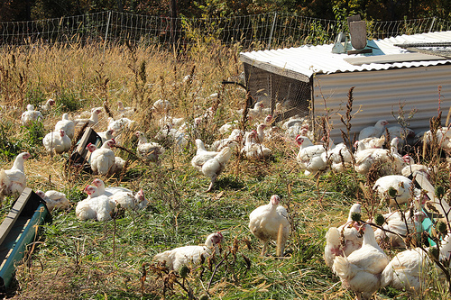 The free range meat chickens stay in their shelters to protect them from predators.  Electric netting in combination with the dogs protects them.  A drip line on each shelter allows for a garden hose to be connected in order to supply fresh water for the chickens in their shelter.