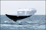 whale tail in front of a ship