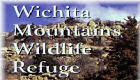 Image of Wichita Mountains Wildlife Refuge showing bison foraging.

