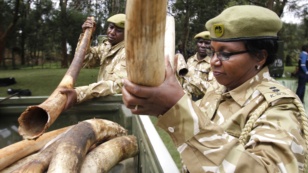 Kenya Wildlife Service officials deliver elephants tusks and firearms recovered from poachers to their headquarters, Nairobi, June 22, 2012.