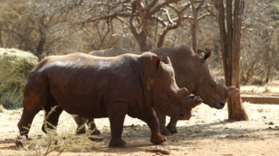 Saf / Rhino Horns