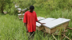 Latib Kalema stands beside the bee hives that have been preventing elephants from crossing to raid his crops, September 28, 2012. (H. Heuler/VOA)