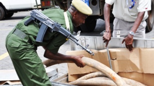 Some of the two tons of elephant ivory seized in Interpol’s Operation Worthy. (Kenyan Wildlife Service 2012)