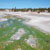 This Yellowstone hot spring-fed creek is green because the arsenic-eating algae have formed a thick mat. Courtesy: Tim McDermott