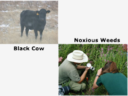 black_cow_and_weeds
