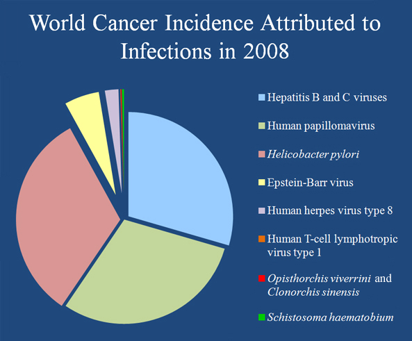 Pie chart illustrating World Cancer Incidence Attributed to Infections in 2008. Description follows.