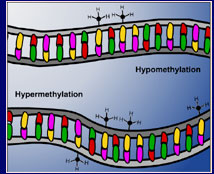 Illustration of Hyper- and Hypomethylation