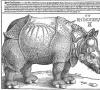 Albrecht Dürer woodcut, “Rhinoceros” 