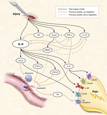 Illustration depicting an inflammation cascade. A scalpel makes an incision at a cut marked "injury," monocytes and neutrophils are shown interacting with receptors on a nerve marked "pain."