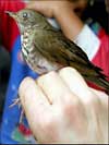 An image of a little bird being held on someones hand.