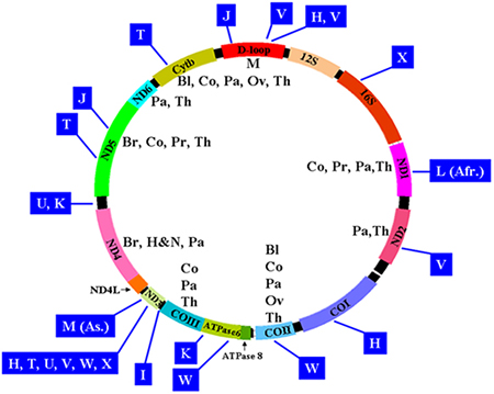 Mitomap from publication. Description follows.