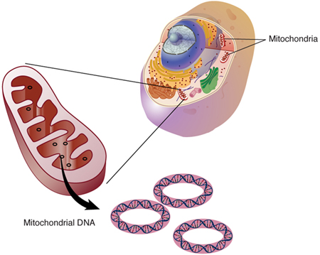 Cross section of mitochondrial DNA. Description follows.