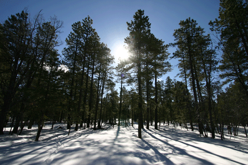 Snow scene in Flagstaff, Arizona