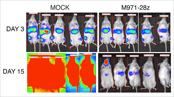 Representative in vivo imaging of mice with acute lymphoblastic leukemia (Day 3). Mice treated with m971-derived CD22-CAR T cells had less tumor growth than mice treated with control (mock) T cells (Day 15). Luminescence (brighter color) reflects tumor growth.