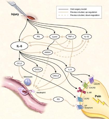 Illustration of genetic mechanisms of injury and pain