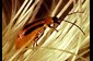 Photo of a western corn rootworm.