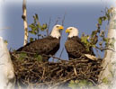 Pair of Eagles at NCTC