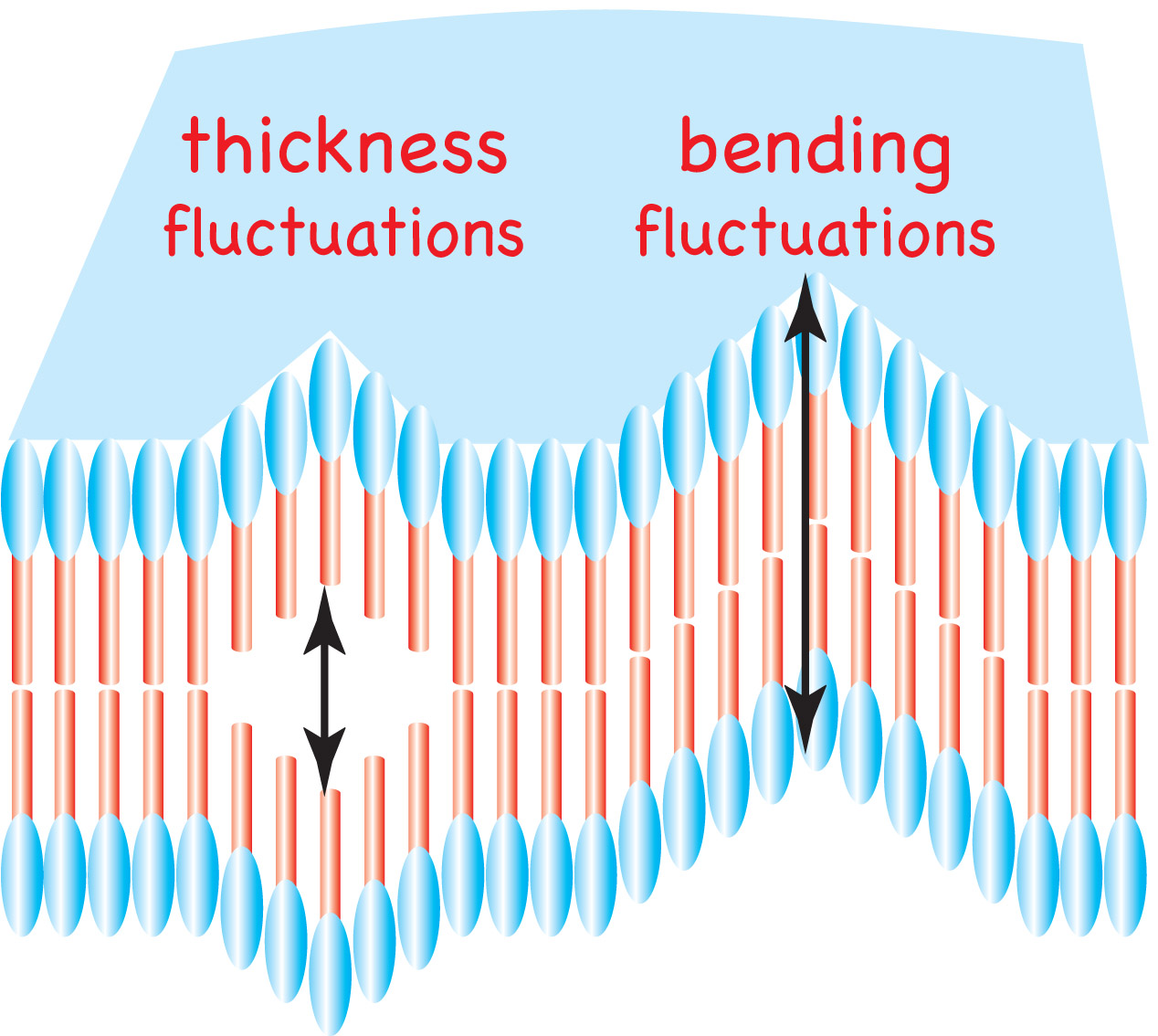 membrane fluctuations