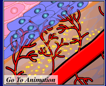 Diagram of arteriole and cells