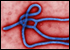 Viral Hemorrhagic Fevers image