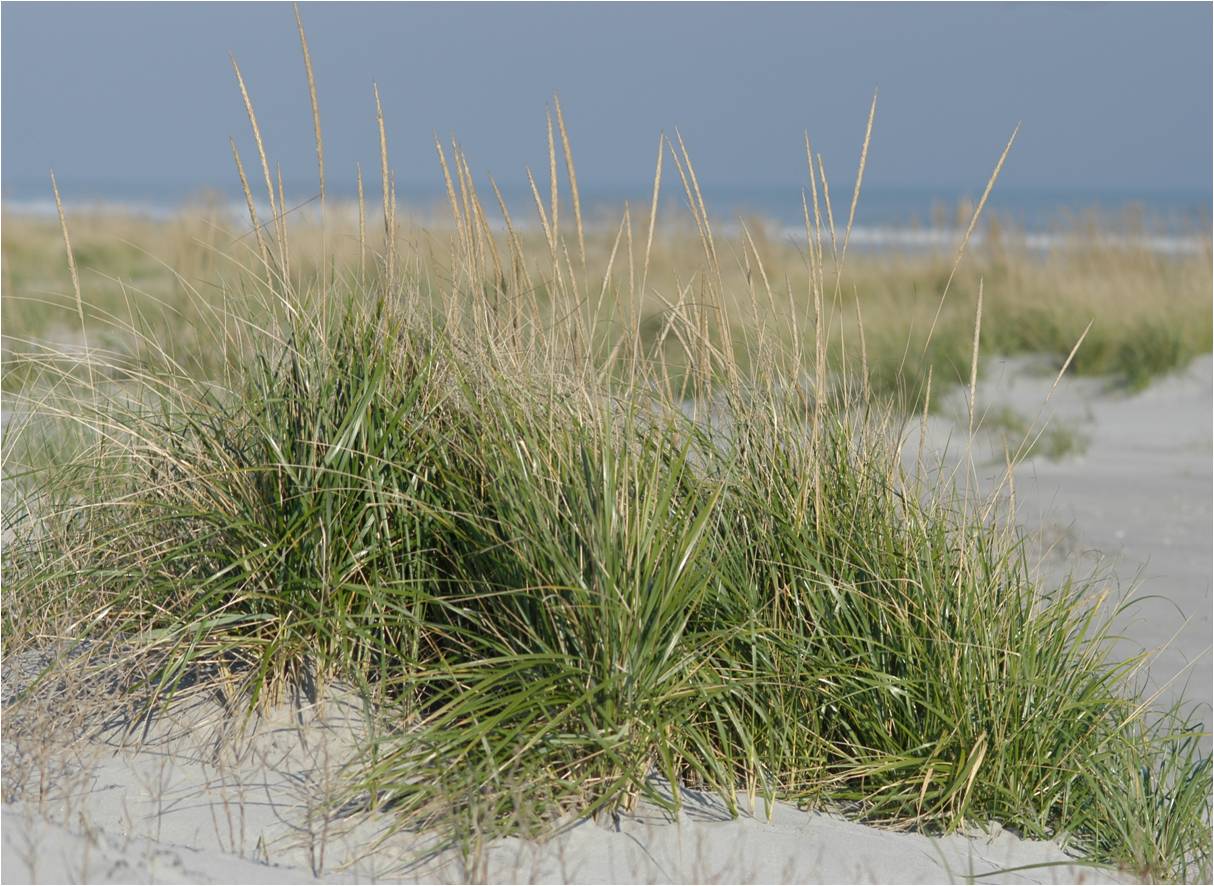 In the eastern United States ’Cape’ American beachgrass is widely used to stabilize dunes that prote