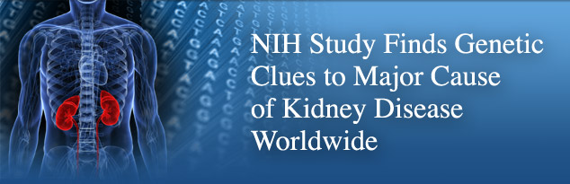 NIH Study Finds Genetic Clues to Major Cause of Kidney Disease Worldwide