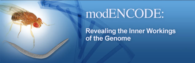 modENCODE: Revealing the Inner Workings of the Genome