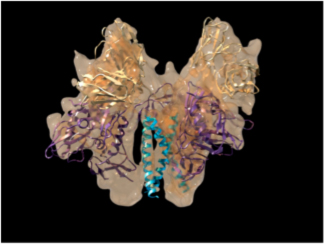 A three-dimensional rendering of the structure of trimeric Env bound to 17b is shown. The map was fitted with three copies of the X-ray structures with gp120 shown in purple and 17b in gold. One copy of the gp41 N-terminal helix, shown in cyan was fitted individually into each of the three densities and occupies the central region of the spike, which is essentially a cavity in the unbound state.