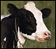 Image of a Holstein cow.