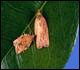 2 brown apple moths
