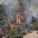 Poco Wildfire, Arizona