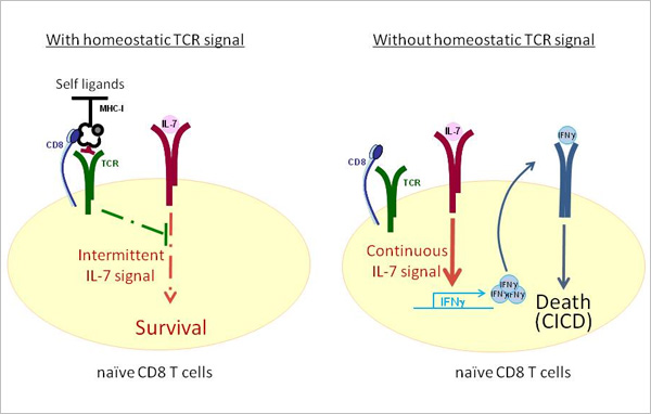 Image displays effects of presence and absence of homeostatic TCR signaling on CD8 T cells